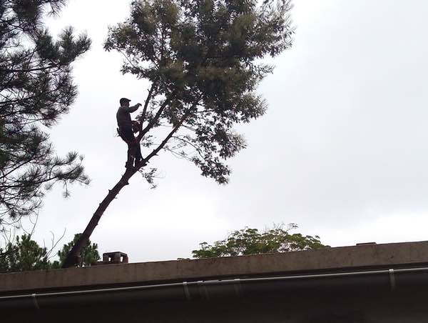 taking down a leaning acacia tree, Uruguay