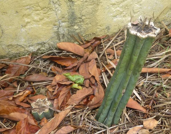 San Pedro cactus cuttings