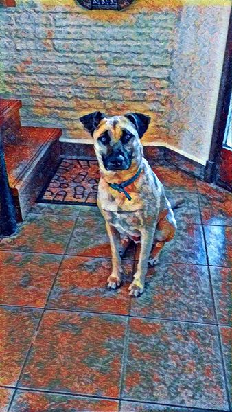 Dog waiting for walk