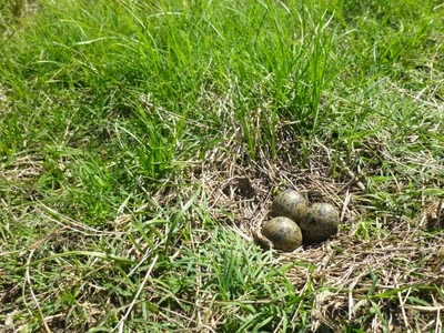 Tero-tero nest, Uruguay