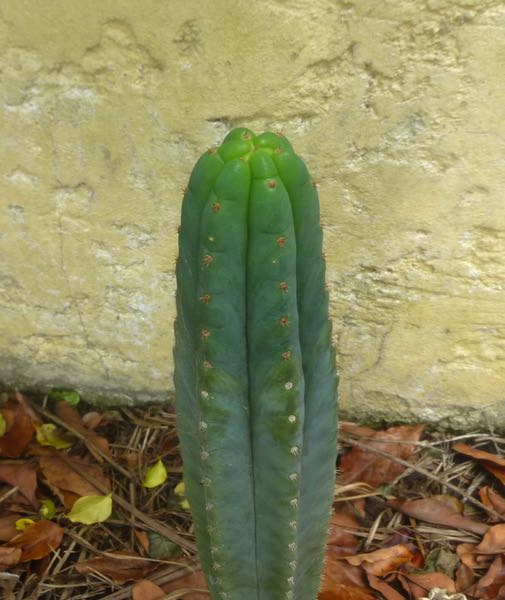 Cactus growth