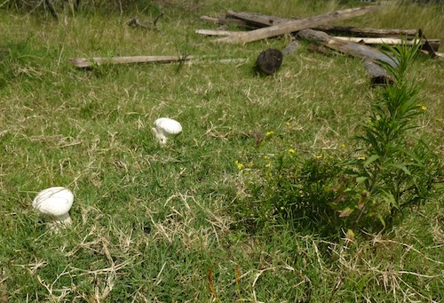 Mushrooms growing in a field in Uruguay