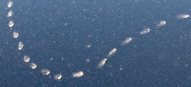 strange tracks on roof of car