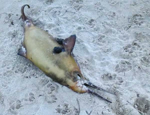 dead river dolphin on beach
