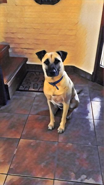 Dog waiting for walk