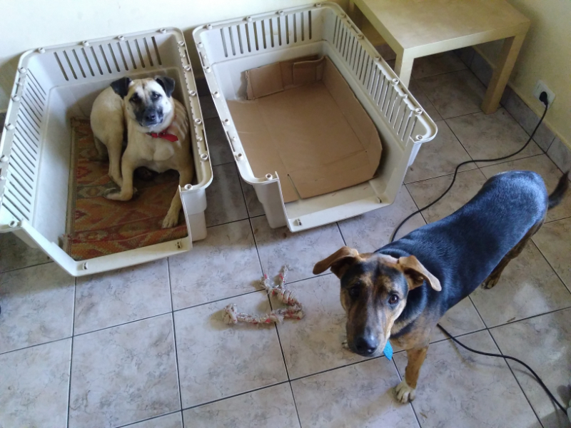 Dogs Benji and Mocha