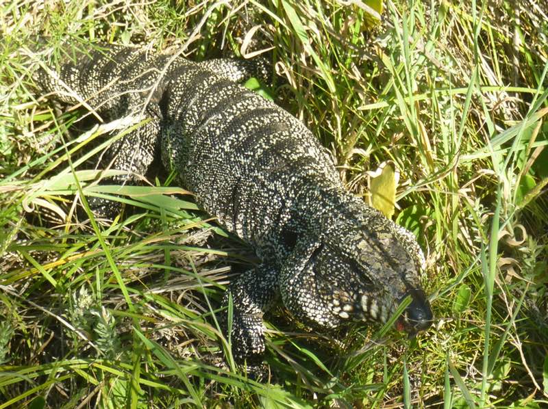 Unidentified large lizard, Canelones, Uruguay