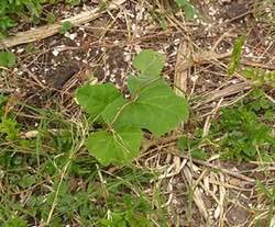 Butternut squash seedling