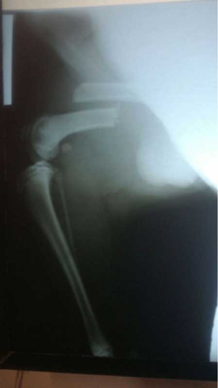 fractured dog femur