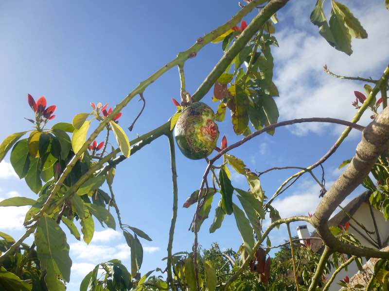 Half-eaten avocado in tree, Uruguay