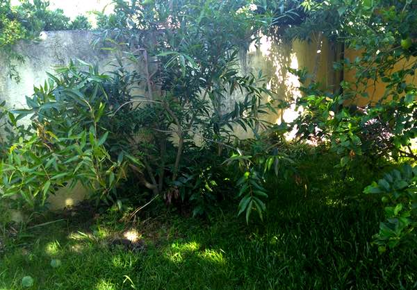 Mango tree in our backyard, not native to Uruguay