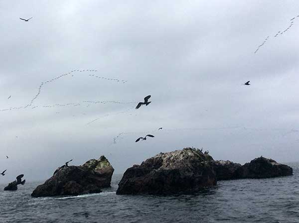 Ballestas Islands, Paracas Peru