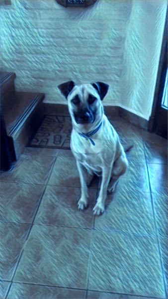 Dog waiting for walk