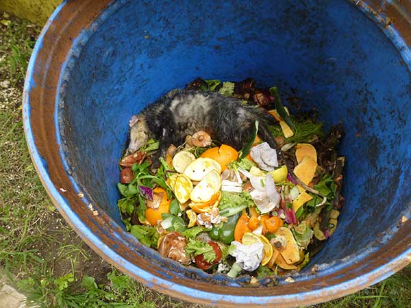 dead comedreja (possum) in compost barrel, Uruguay