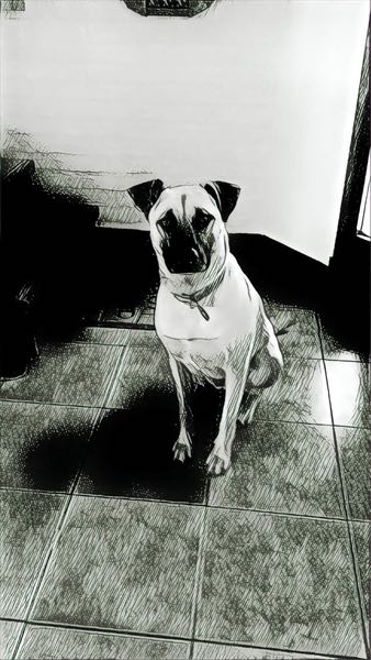 Dog waiting for walk