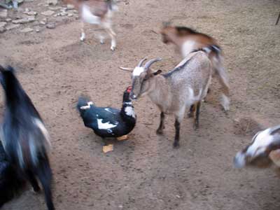 Goats and duck in Atlántida, Uruguay zoo