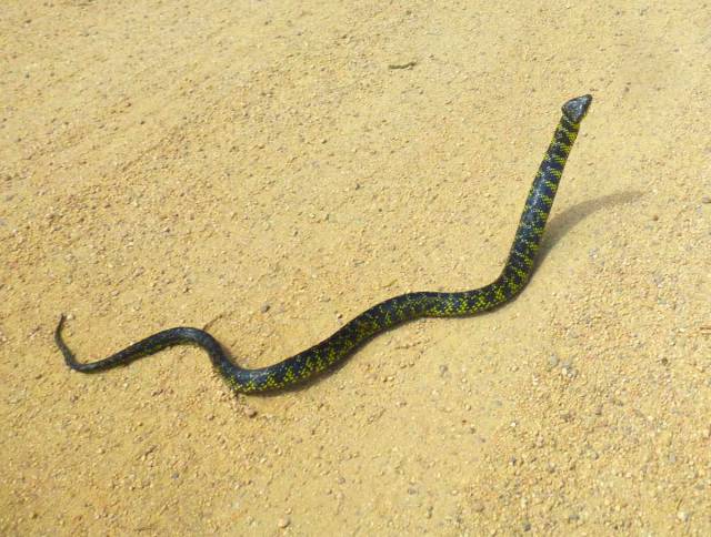 snake in road