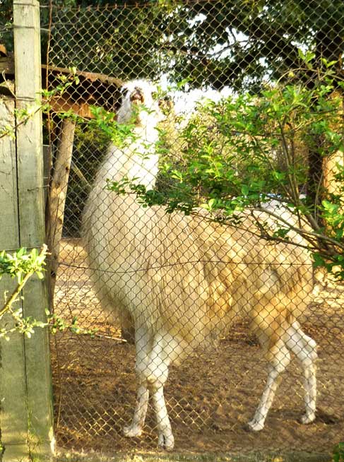 Llama, Atlántida, Uruguay zoo