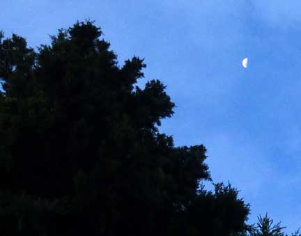 tree, sky, moon - Uruguay