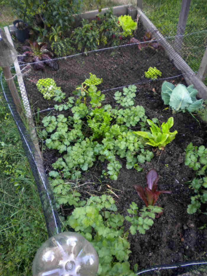 New lettuve on the raised beds, Uruguay