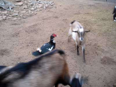 Goats and duck in Atlántida, Uruguay zoo