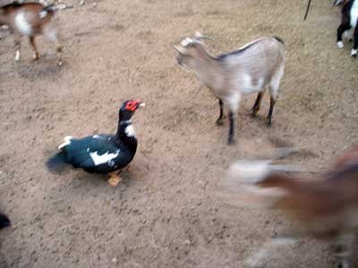 Goats and duck in Atlántida, Uruguay zoo