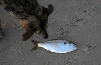 Dog sniffs dead fish on beach, Atlántida, Uruguay