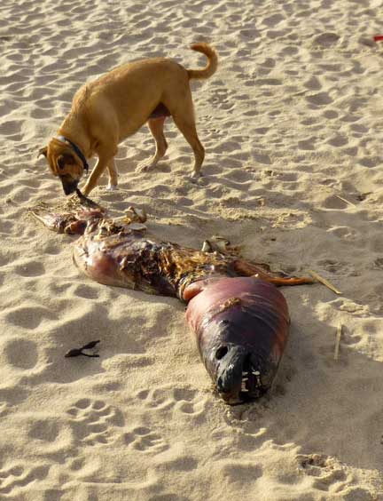 Large dead seal on beach