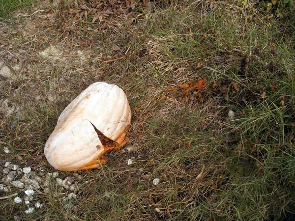 squashdeath